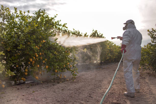 Best Termite Control Services  in Rock Island, WA